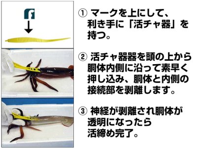 画像1: フジワラ(FUJIWARA)☆イカ活締め器　イカ活チャ器(イカカッチャキ)【メール便だと送料280円】