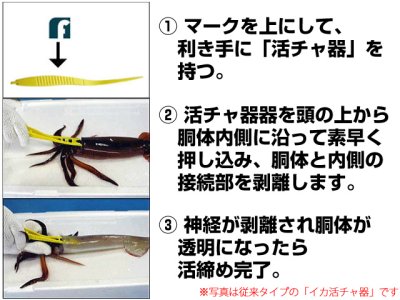 画像3: フジワラ(FUJIWARA)☆イカ活締め器　イカ活チャ器(イカカッチャキ) Mini【メール便だと送料280円】